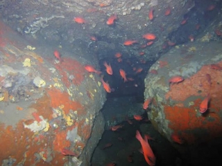  Buceo en Córcega con A Madreperla 